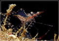   Another lucky shot since shrimp quite small size hidden rubbles Basura beach Anilao. Spent sometime focusing this little fella. behaved well after got used my presence. Anilao fella presence  